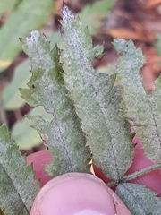 Podosphaera aucupariae