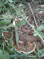 Ganoderma