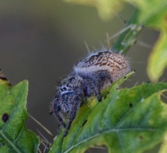 Phidippus texanus