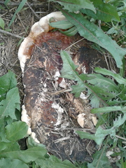 Ganoderma