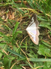 Cydalima perspectalis