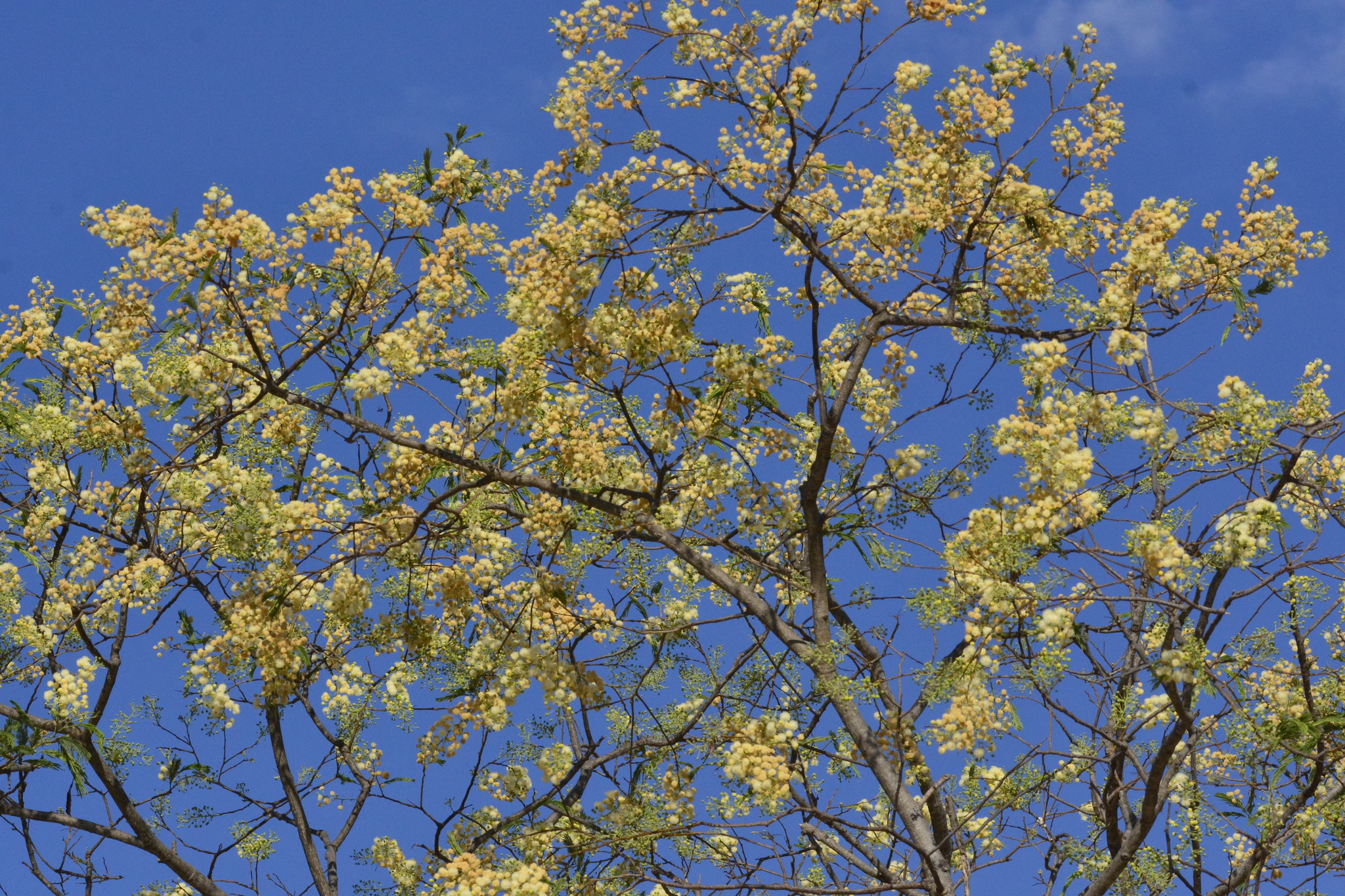 Anadenanthera macrocarpa