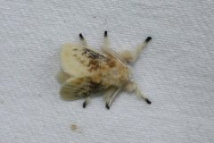 Megalopyge crispata