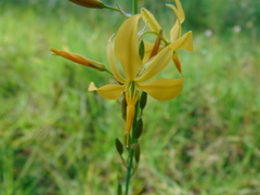 Echeandia longipedicellata