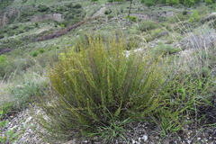 Artemisia salsoloides