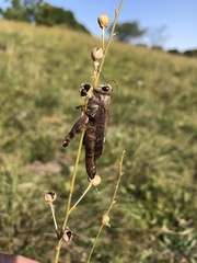Entomophaga grylli