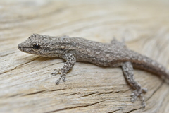 Lygodactylus klugei