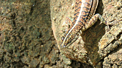 Tropidurus semitaeniatus