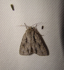 Acronicta lobeliae