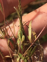 Epilobium leptophyllum
