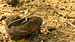 Tropidurus semitaeniatus