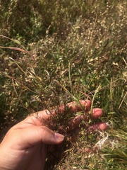 Epilobium leptophyllum