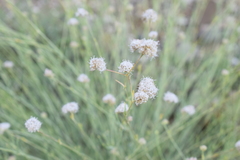 Gypsophila capitata