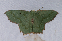 Episothalma robustaria