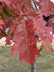 Quercus rubra