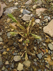 Sclerochloa dura