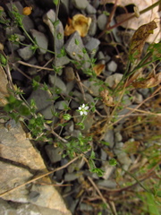 Arenaria leptoclados