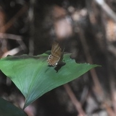 Abisara savitri