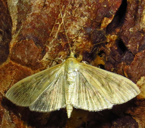 Herbivorous Patania Moth photo 4