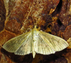 Patania silicalis