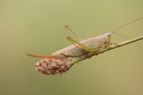 Long-winged Conehead