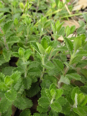 Teucrium chamaedrys nuchense
