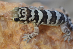 Phyllopezus periosus