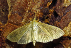 Patania silicalis