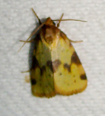 Azenia obtusa