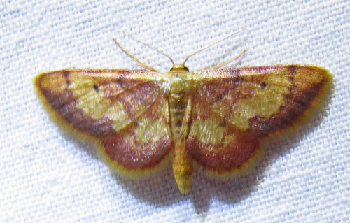 Red-bordered Wave photo 3