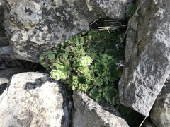 Sempervivum caucasicum