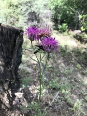 Centaurea scabiosa apiculata