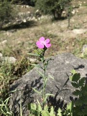 Dianthus caucaseus