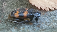 Nicrophorus interruptus