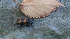 Nicrophorus interruptus