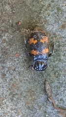 Nicrophorus interruptus