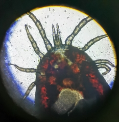 Dermanyssus gallinae