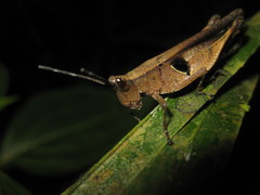 Xiphiola cyanoptera