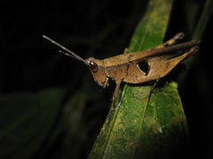 Xiphiola cyanoptera