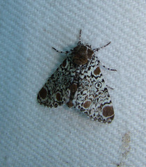 Harrisimemna trisignata