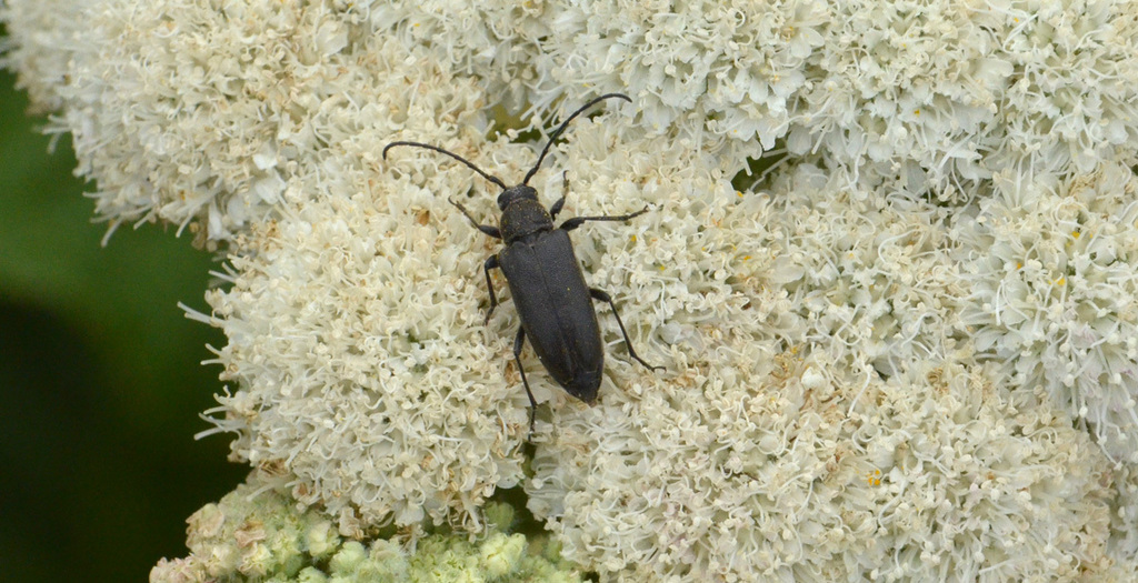Pygoleptura