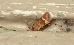 Lacinipolia stricta