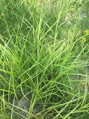 Carex unilateralis