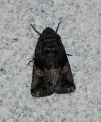 Copanarta aurea