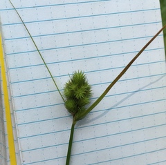 Carex unilateralis