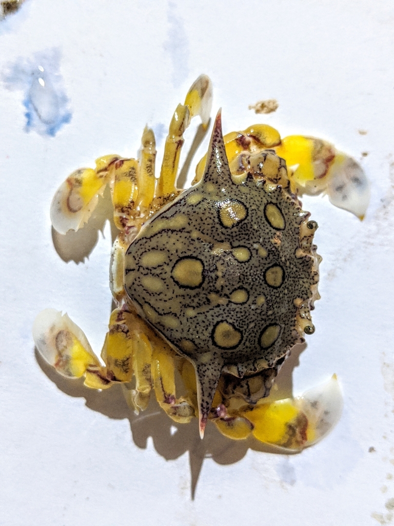Matuta purnama