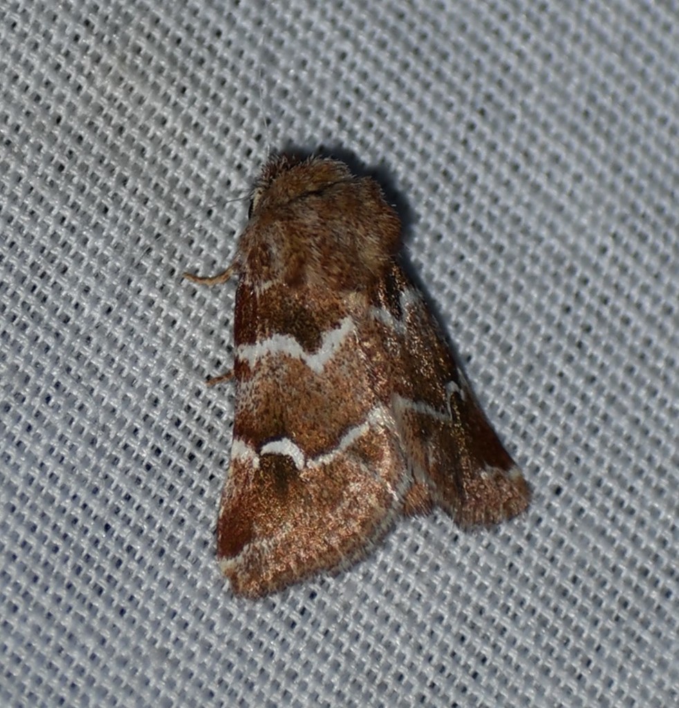 Nacopa bistrigata