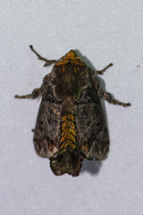 Phlossa conjuncta