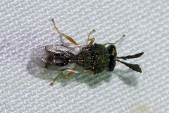 Schizaspidia