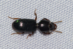 Clivina